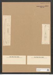 Diatomeae indet. Zeichnungen Sammlung Grunow Nr. 3284 (NHMW-BOT-W0370768)